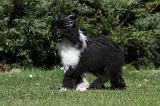 CHIEN NU CHINOIS 089